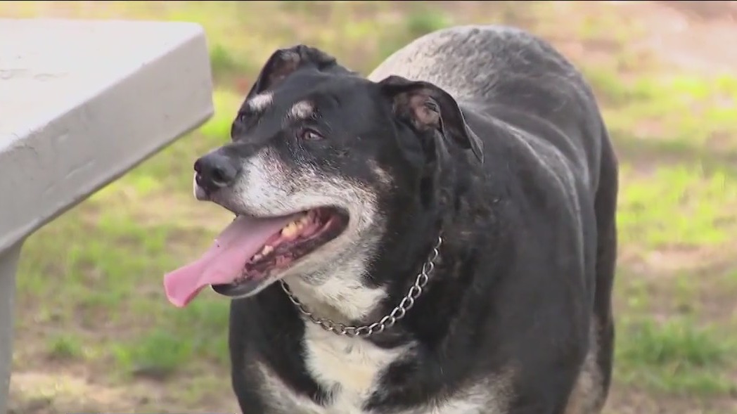 Veterinary care available for low income residents